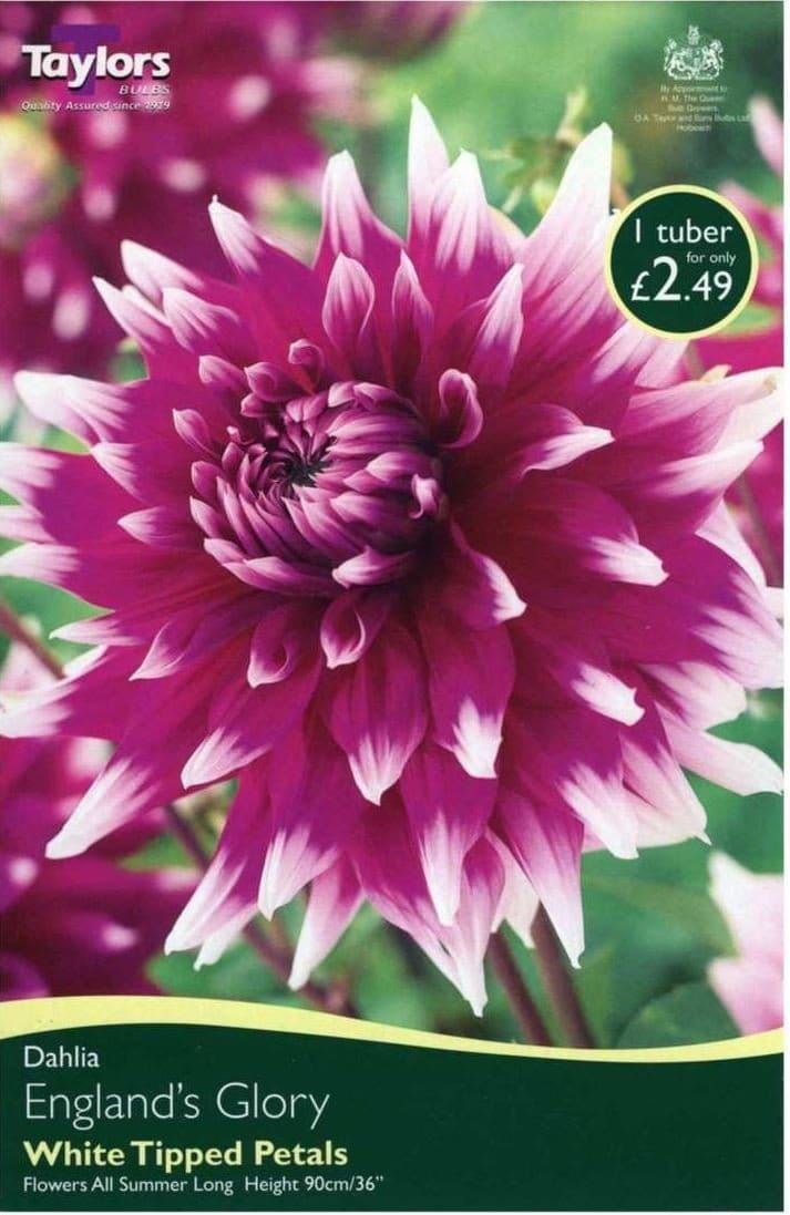 Taylors Dahlia - Dinner Plate Type - England's Glory - 1 Tuber