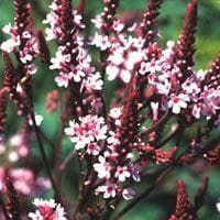 Verbena Hastata Rosea Seeds