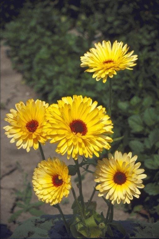 Calendula officinalis Pot Marigold Pacific Beauty Lemon Seeds