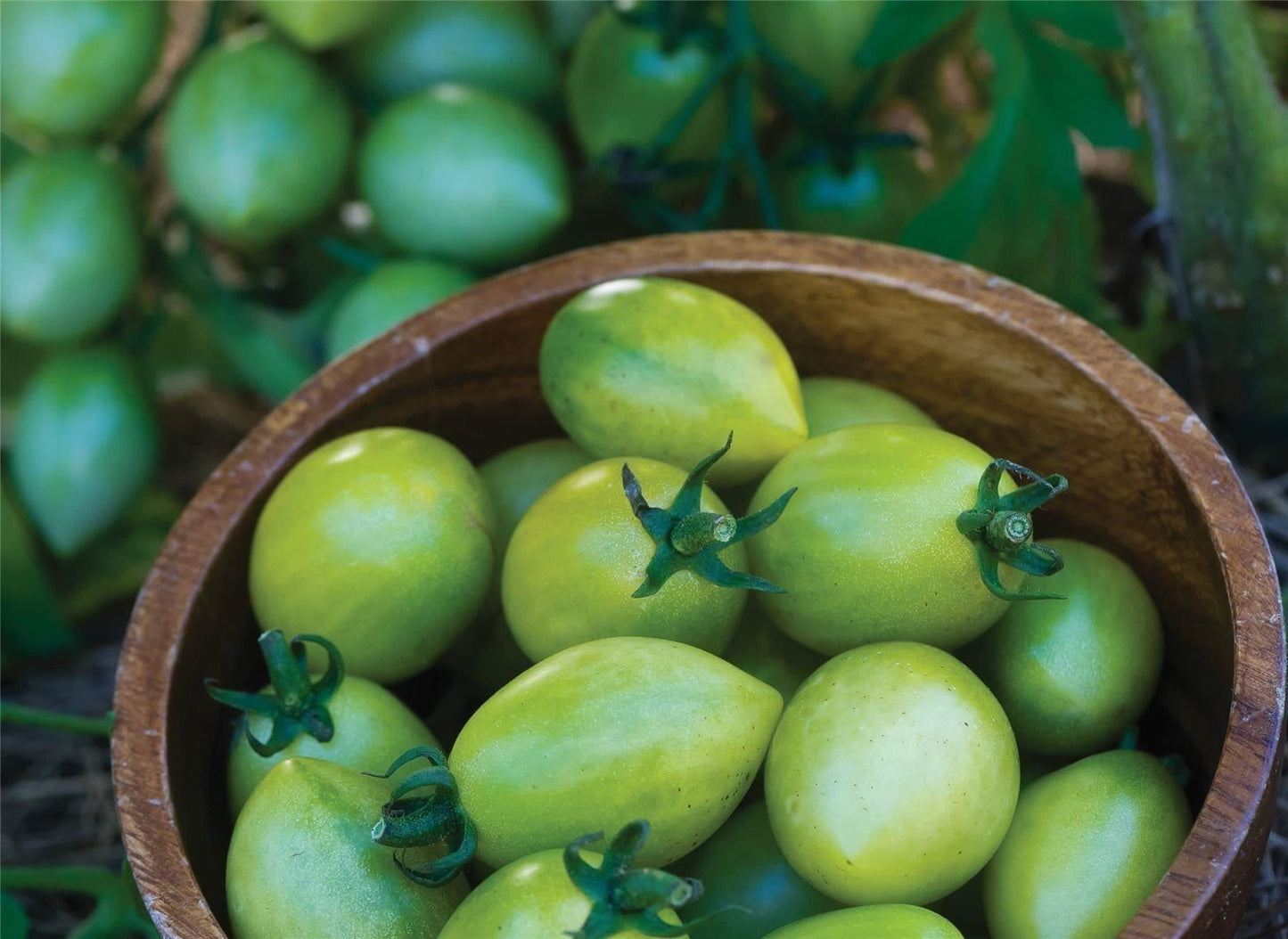 Tomato Green Envy F1 Hybrid Seeds