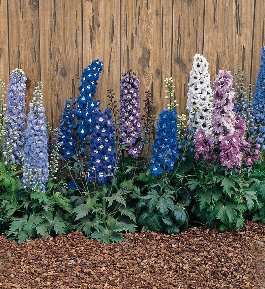 Delphinium Magic Fountains Mixed Seeds