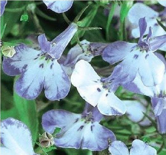 Lobelia Bedding Riviera Blue Splash Seeds