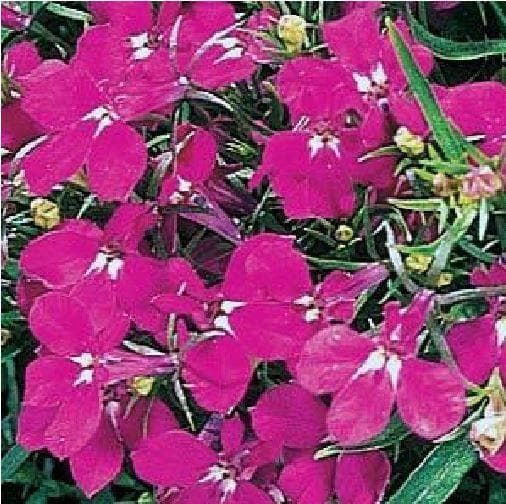 Trailing Lobelia Regatta Rose Seeds