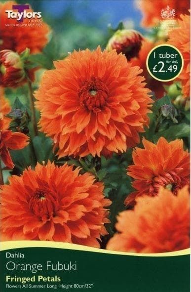 Taylors Dahlia - Dinner Plate Type - Orange Fubuki - 1 Tuber