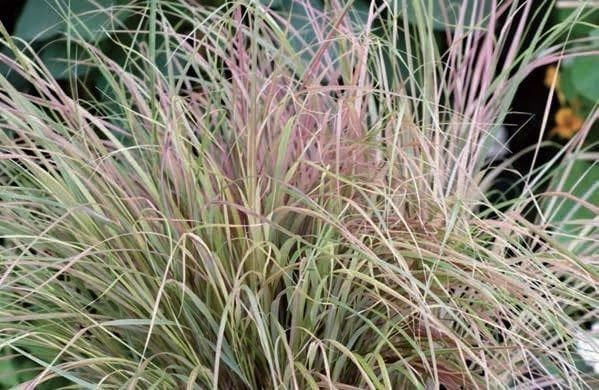 Anemanthele Sirocco Seeds