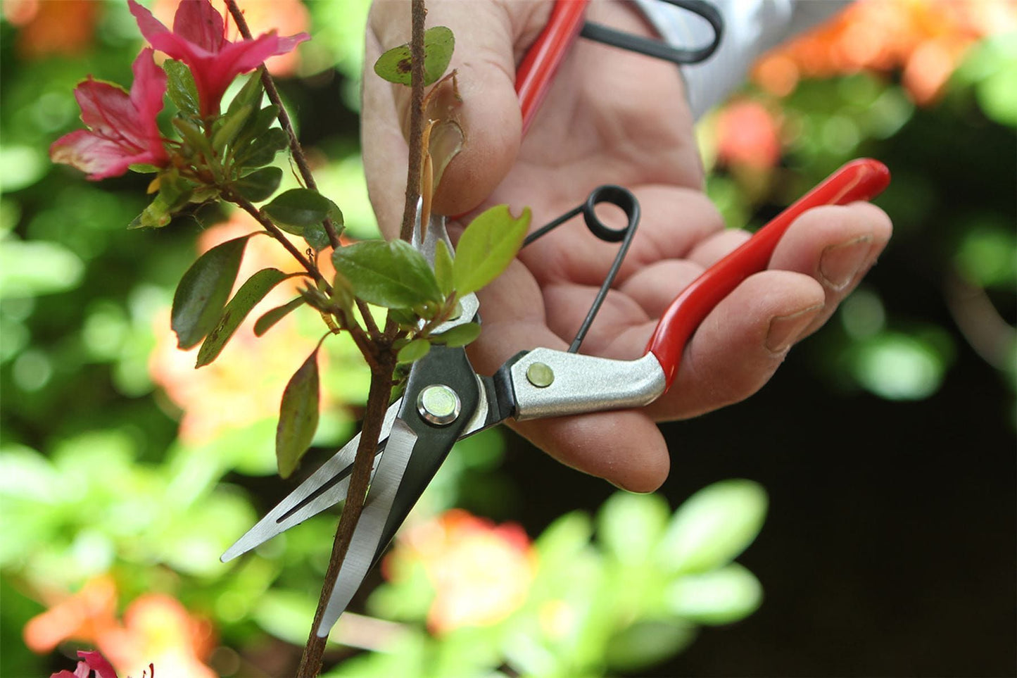Darlac DP926 Vine Scissor Garden Grape Pruners / Light Pruning UK SHIPPING ONLY