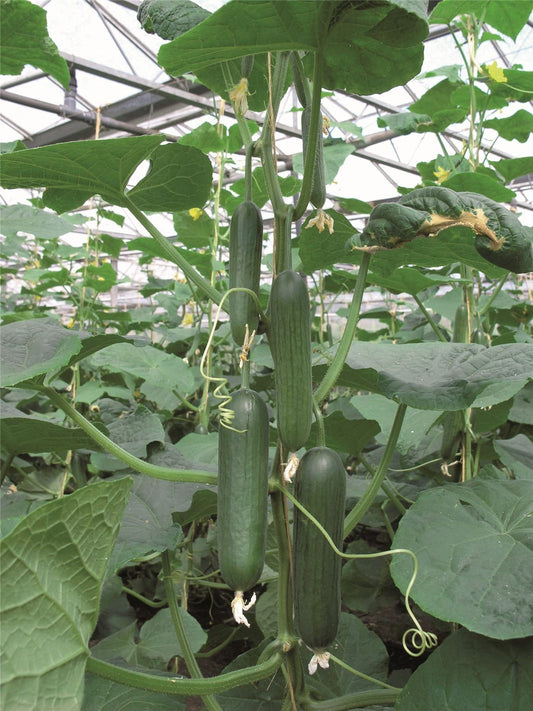 Organic Mini Cucumber Khassib RZ F1 Hybrid Seeds