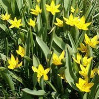 Tulipa urmiensis Seeds