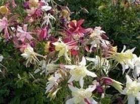 Aquilegia Mrs Scott Eliott's Strain Mixed Seeds