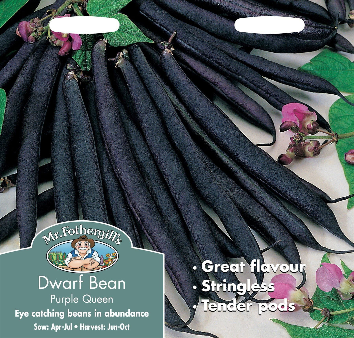 Mr Fothergills Dwarf Bean Purple Queen 100 Seeds