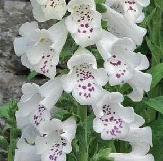 Foxglove Digitalis Dalmatian F1 Hybrid White Seeds