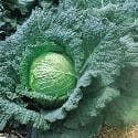 Cabbage Ormsmirk Seeds