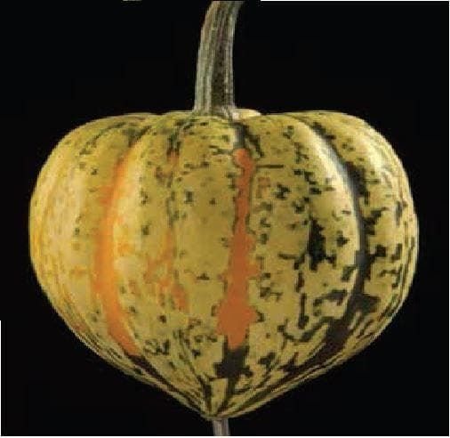 Squash Celebration Seeds