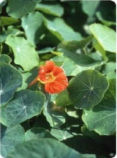 Nasturtium vesuvius Seeds