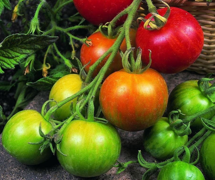 Tomato Tigerella Seeds