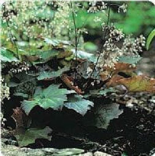 Heuchera Micrantha Palace Purple Seeds