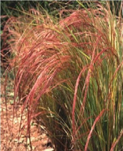 Pheasant's Tail - Stipa arundinacea Seeds