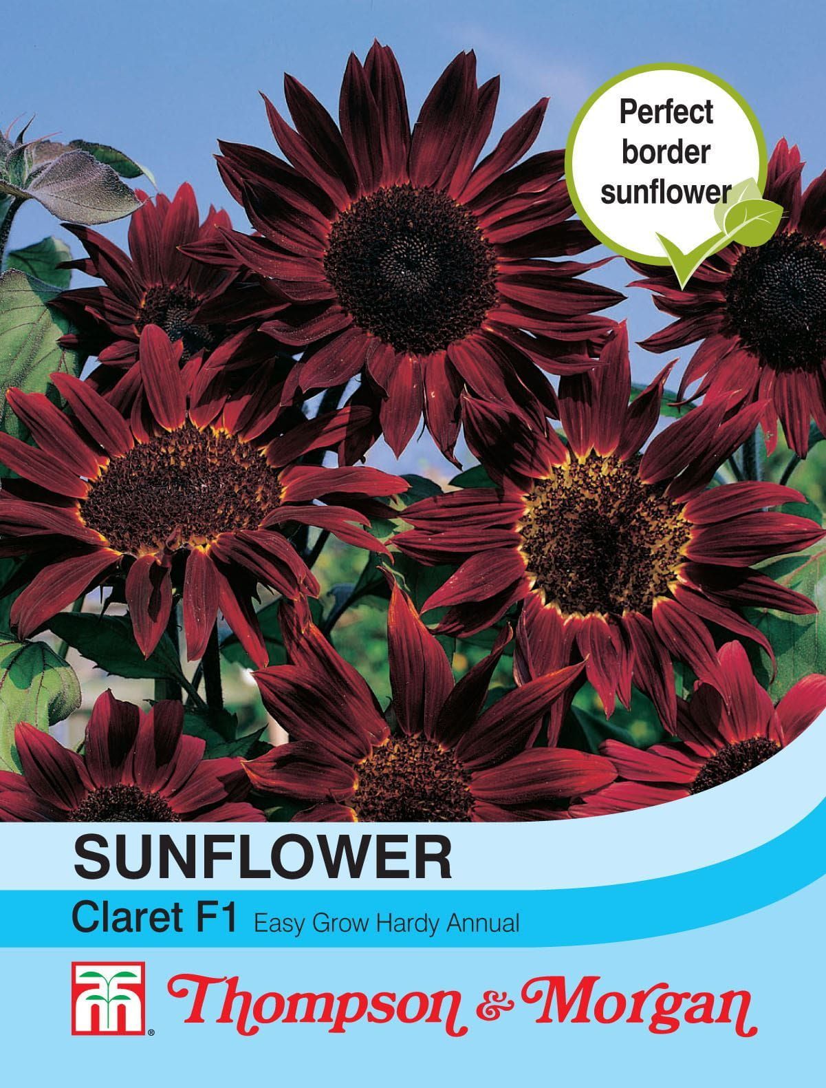 Thompson & Sunflower Claret 20 Seed JustSeed