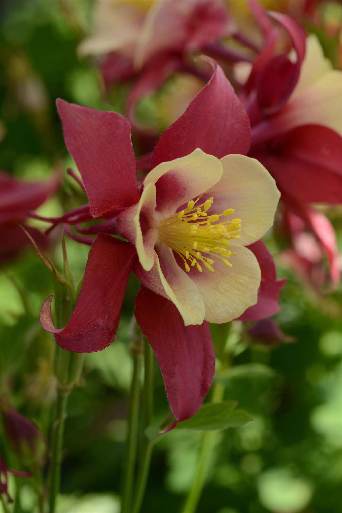 Aquilegia Earlybird Red and Yellow Seeds