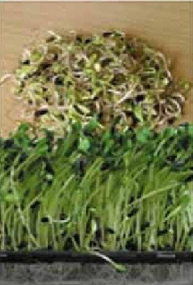Mr Fothergills Sprouting Seed Sunflower Black Seeded 20g Seeds