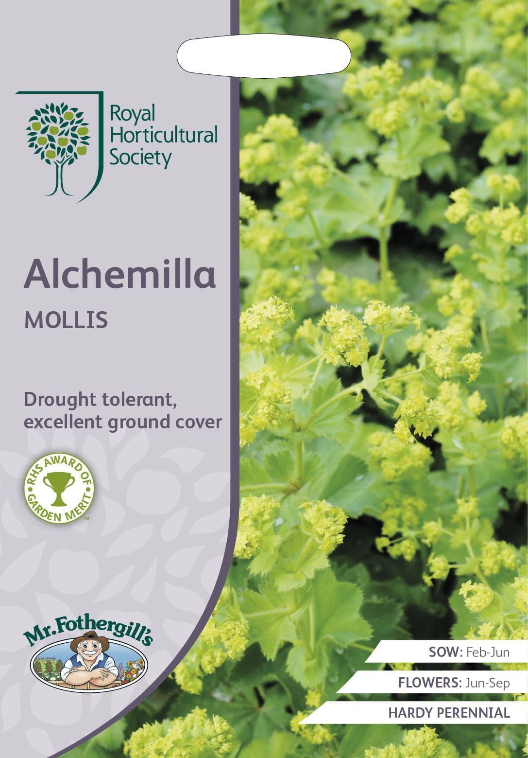 Mr Fothergills RHS Alchemilla Mollis 200 Seeds
