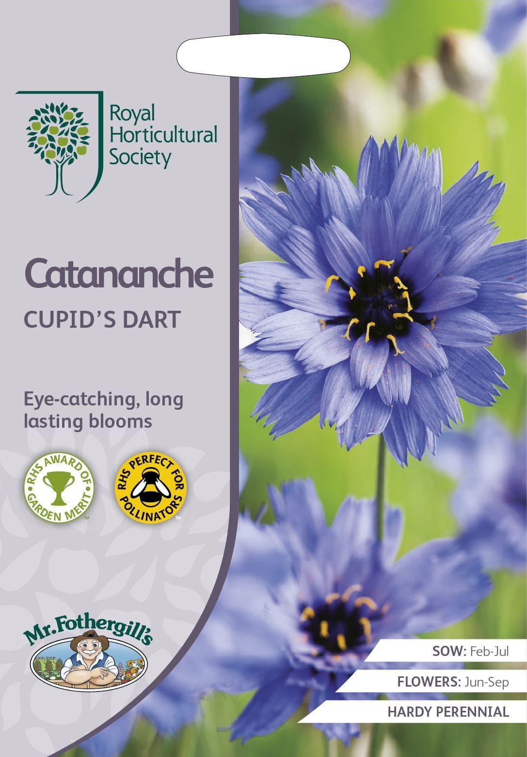 Mr Fothergills RHS Catananche Cupid's Dart 125 Seeds