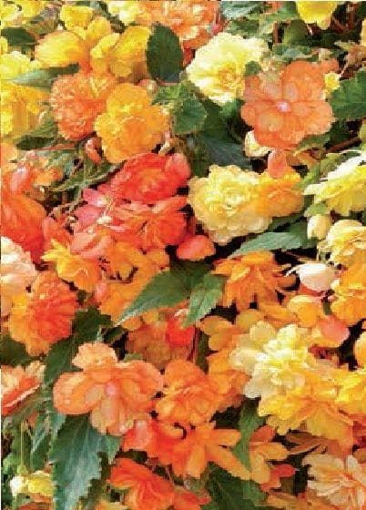 Begonia Illumination Apricot F1 Hybrid Seeds