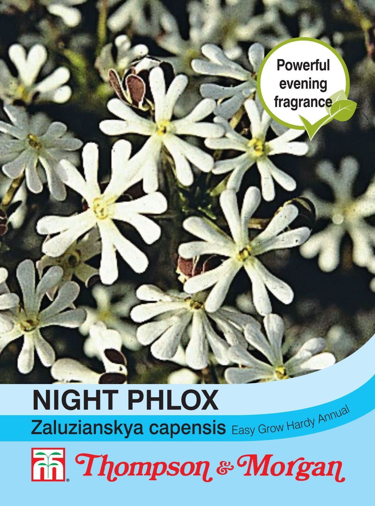Thompson & Morgan Night Phlox 250 Seed