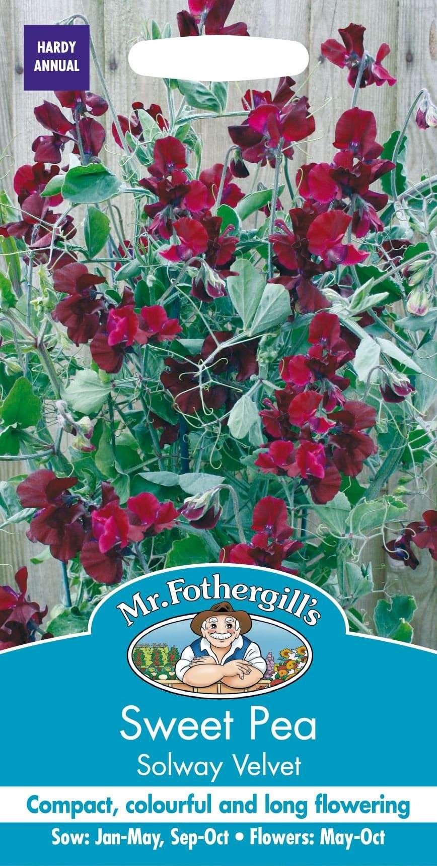 Mr Fothergills Sweet Pea Solway Velvet 20 Seeds