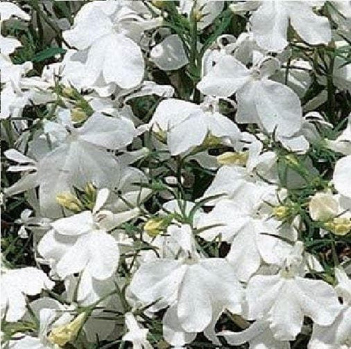 Trailing Lobelia Regatta White Seeds