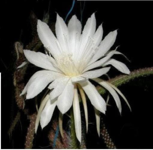 Cactus Selenicereus Dorschianus Seeds