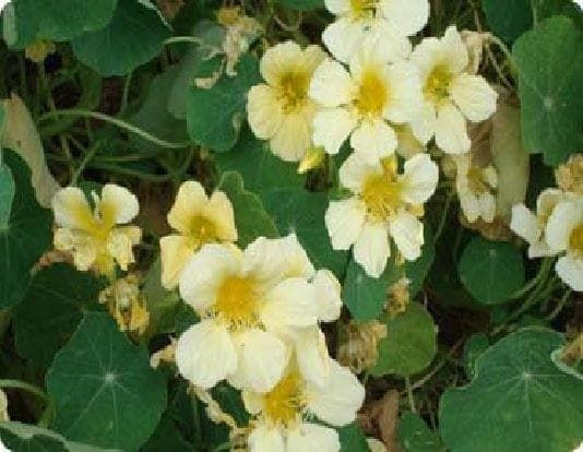 Nasturtium Yeti Seeds