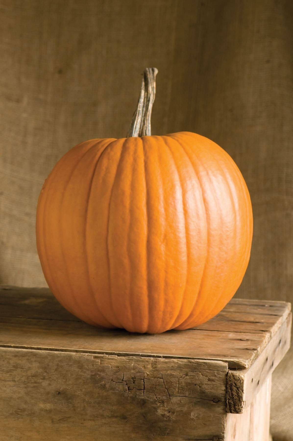 Pumpkin Rival PMR F1 Hybrid Seeds