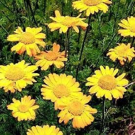St Johns Chamomile - Anthemis sanctijohannis Seeds