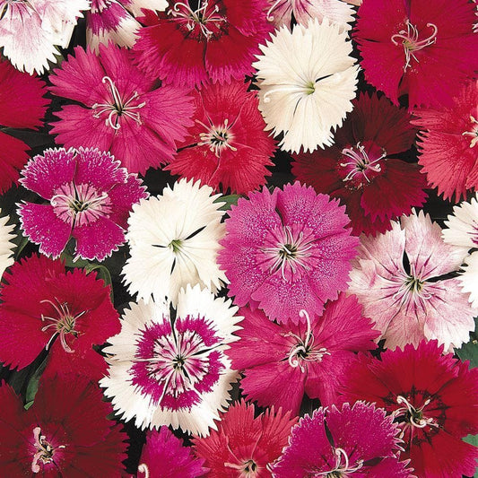 Dianthus Festival Mixed F1 Hybrid Seeds