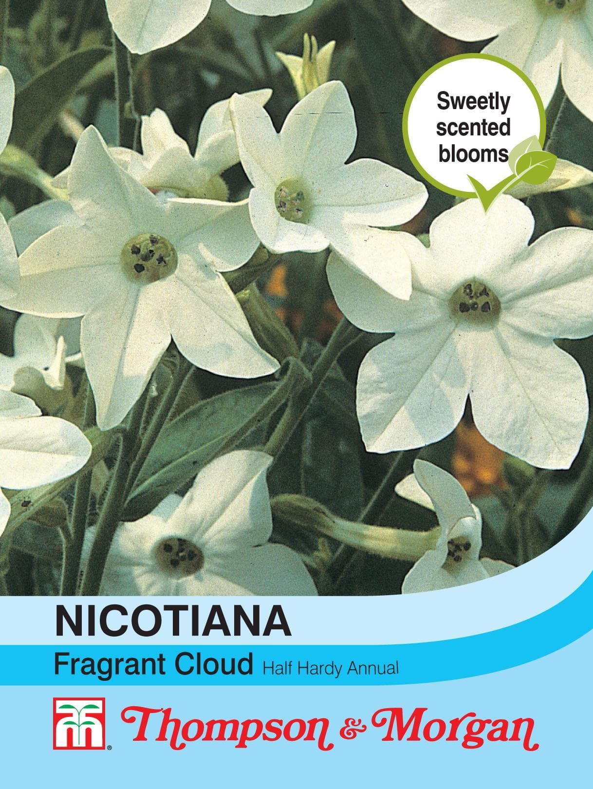Thompson & Morgan Nicotiana Fragrant Cloud 1000 Seed