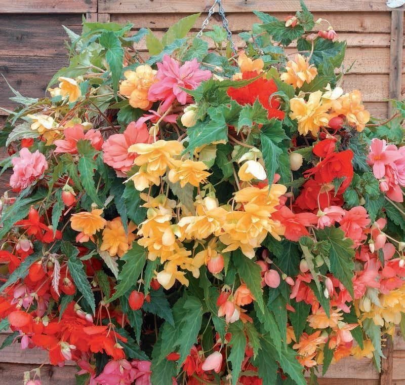 Begonia Illumination Mixed F1 Hybrid Seeds
