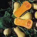 Winter Squash Butternut Waltham Seeds