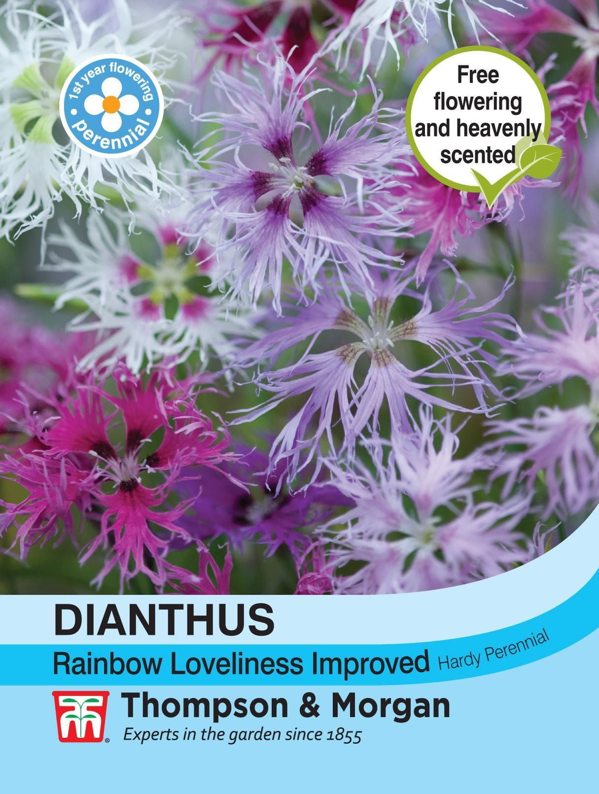 Thompson & Morgan Flowers Dianthus Rainbow Loveliness Improved Mixed 30 Seed
