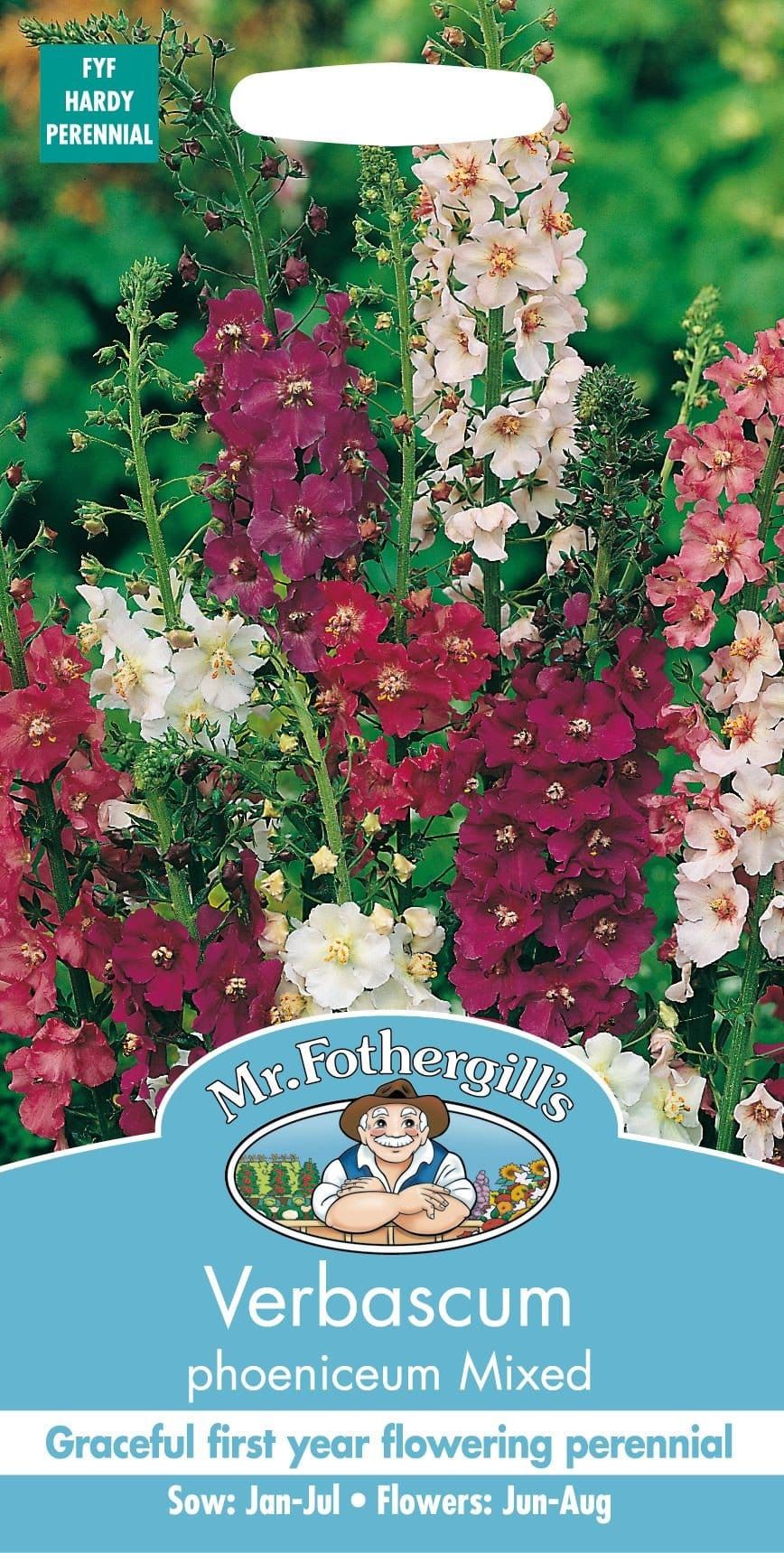 Mr Fothergills Verbascum Phoeniceum Mixed 500 Seeds