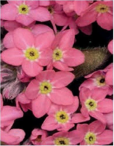 Forget Me Not Myosotis Sylvia Rose Seeds