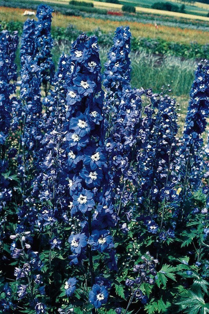 Delphinium Pacific Bluebird Seeds