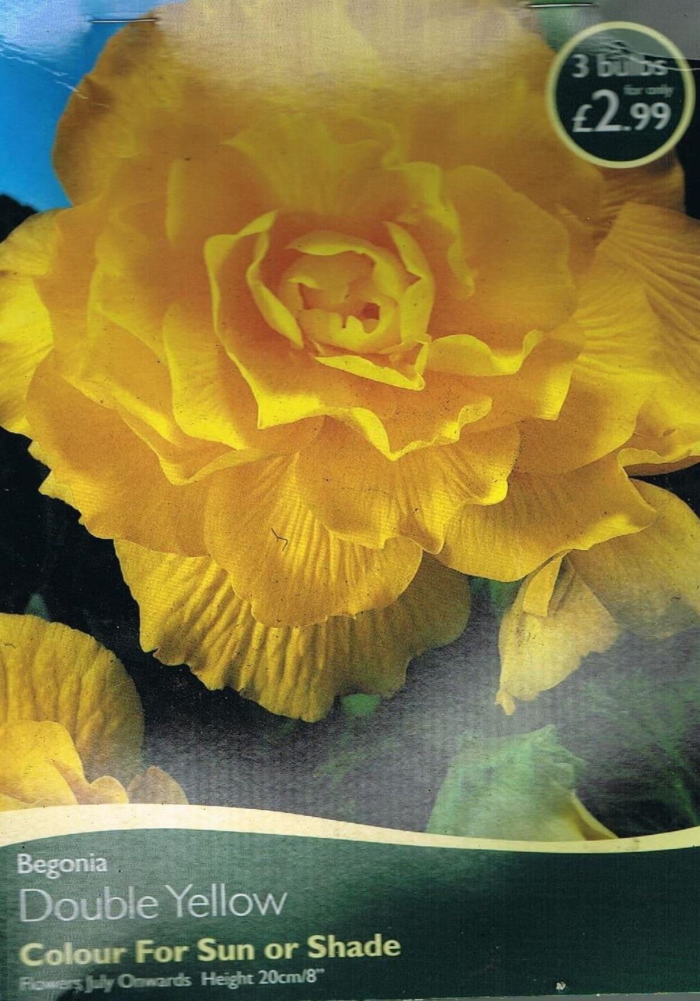 Taylors Double Begonia - Yellow - 3 Tubers - Pots and Borders