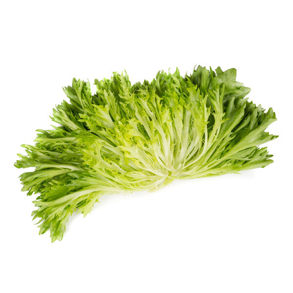 Lettuce Multi leaf Butterhead Salanova Aquino RZ Seeds