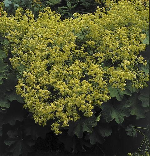 Alchemilla Mollis Irish Silk Seeds