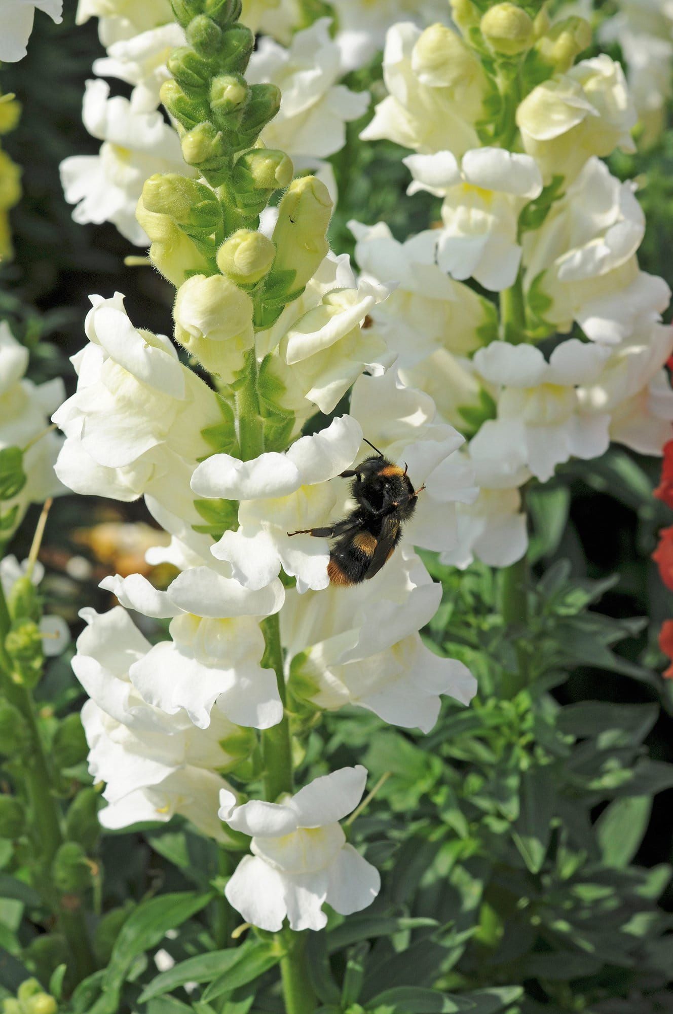 Antirrhinum Liberty Classic White Seeds