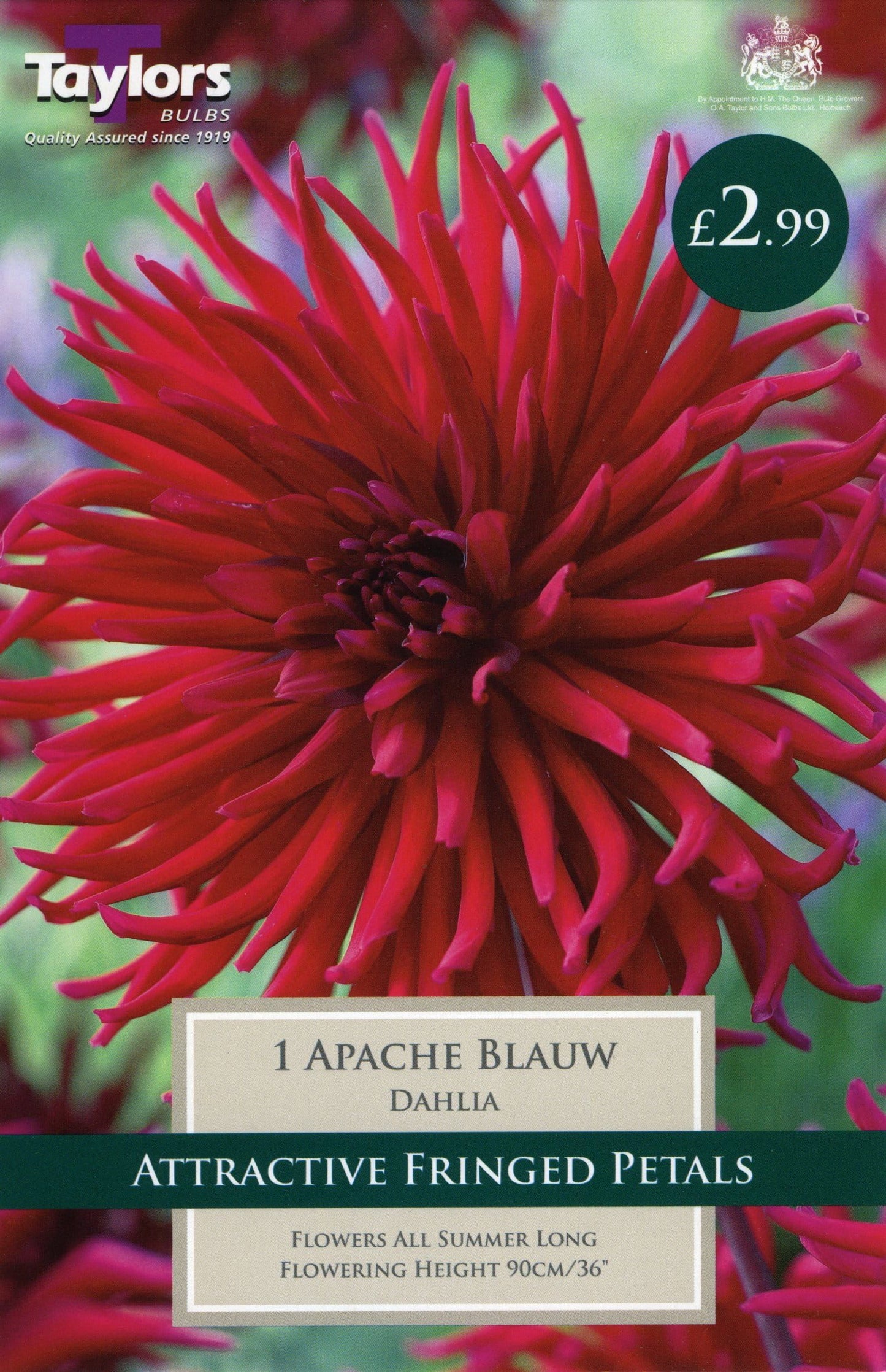 Taylors Dahlia - Cactus Type - Apache Blauw -1 Tuber