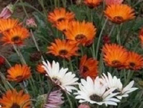 Arctotis Harlequin Mixed Seeds