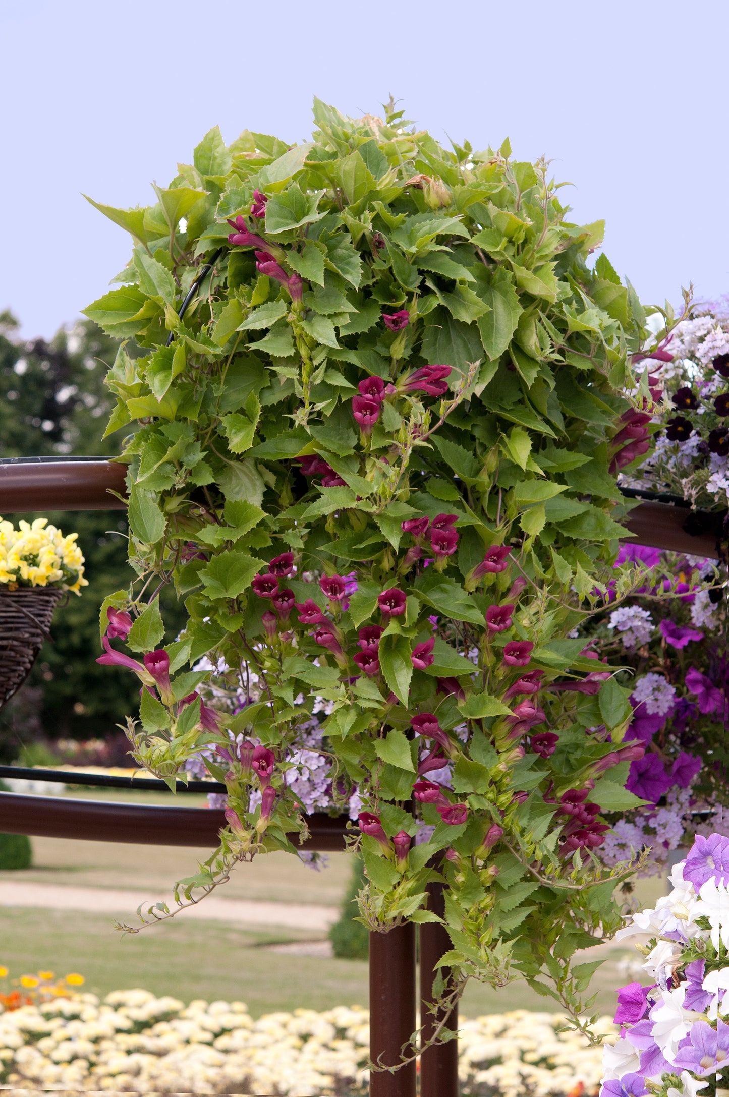 Asarina Red Dragon Seeds