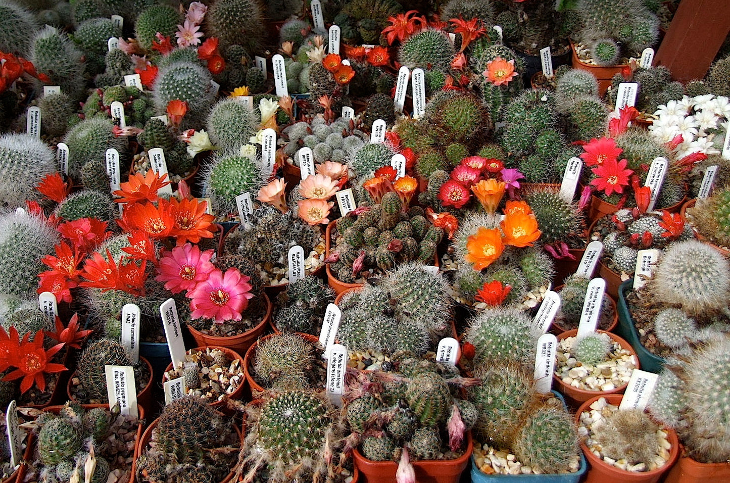 Cactus The Collectors Flowering Mix Seeds